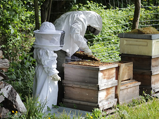 Die kleine Bienenschule in Hofheim