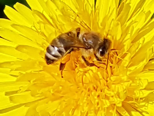 Die kleine Bienenschule in Hofheim