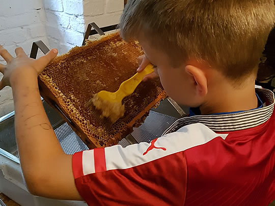 Die kleine Bienenschule in Hofheim